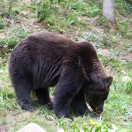 Gaestehaus Brigitte Schoch Bad Rippoldsau-Schapbach